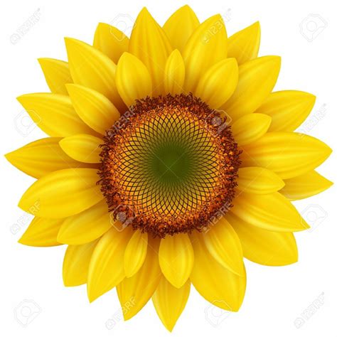 Download High Quality sunflower clipart vector Transparent PNG Images