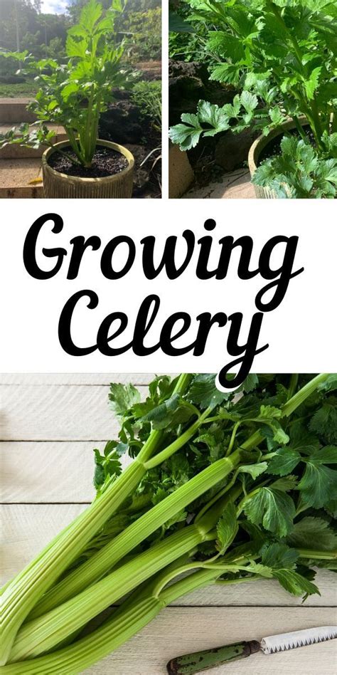 Growing Celery In The Home Garden In 2020 Growing Celery Organic