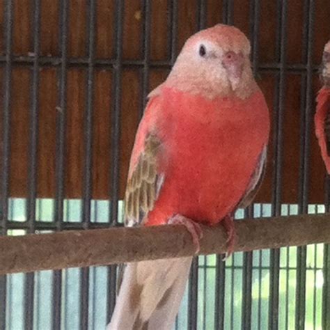 Male Pink Bourkes Parakeet Pretty Birds Love Birds Beautiful Birds
