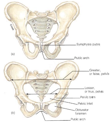 Anterior View Of The Pelvic Girdle Adapted From Van De Graaff My Xxx