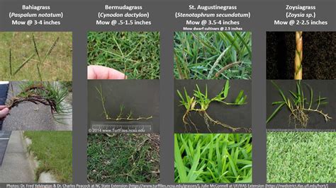 The Grass Class Resource Pass UF IFAS Extension Orange County