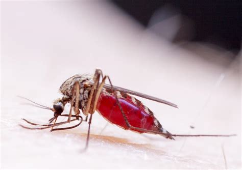 Zika Virus Symptoms Facts And Diagnosis