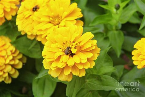 Zinnias In Bloom Photograph By Ann Brown Pixels
