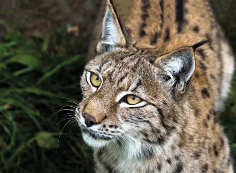 Eurasian Lynx Whipsnade Zoo