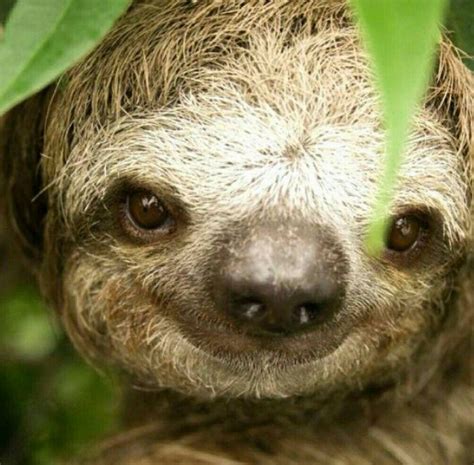 Love This Face 💜 Cute Animals Smiling Sloth Animals Wild