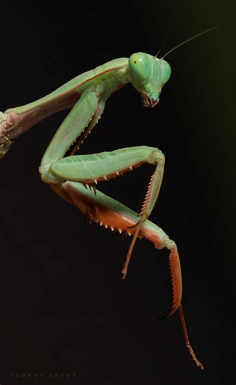 The Elegance Of A Praying Mantis Praying Mantis Beautiful Bugs