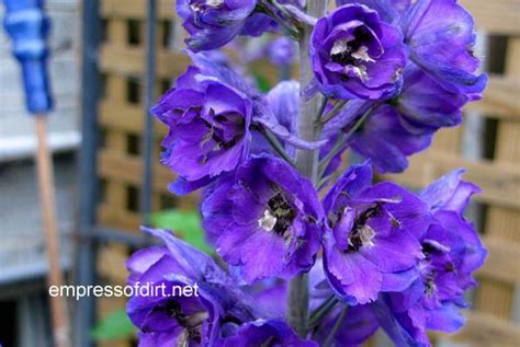 The Complete Guide To Growing Delphiniums In Your Garden Delphinium