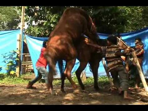 Kuda poni (pony ) , adalah kuda yang termasuk jarang pemiliknya. SERU.. KUDA KAWIN DIBANTU PAKAI TANGAN - YouTube