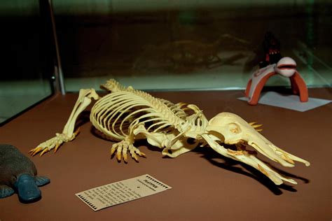 Duck Bill Platypus Skeleton Photograph By David Northcott Pixels