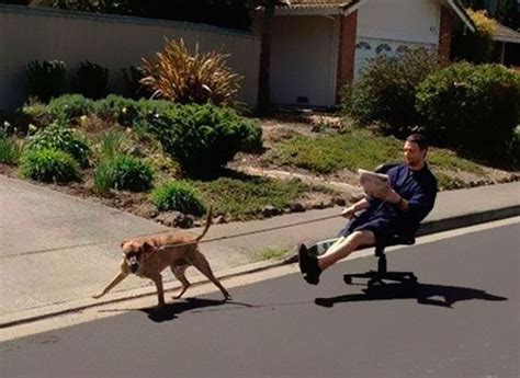 Just like cats and dogs, camels need yearly vaccinations as well. Lazy Dog Walker | Bored Panda