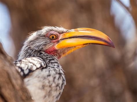 Birdwatching In Southern Africa Our Top 10 Destinations