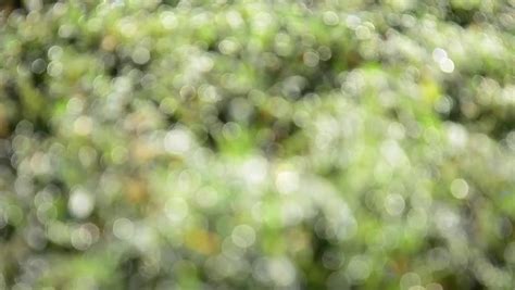 Out Of Focus Sunny Abstract Green Nature Background Blurred Real Green