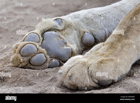 Lion Paws Stock Photo Alamy