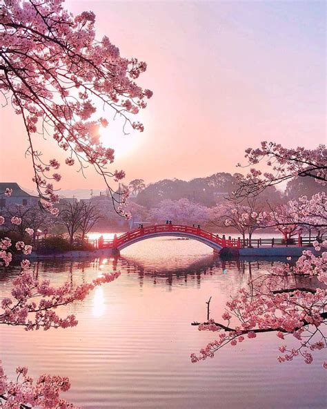 Cherry Tree Blossoms Spring In Japan Beautiful Places To Travel