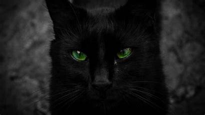 Cat Eyes Cats Eyed Wallpapers Background Animals