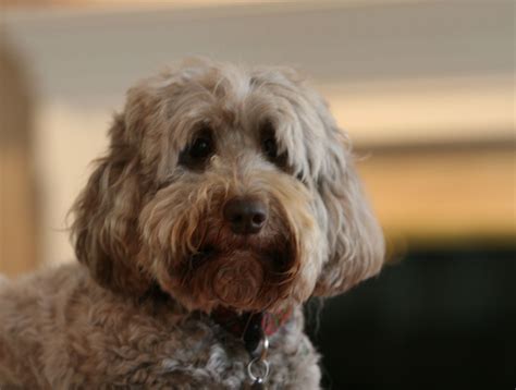 How to groom a labradoodle. Groom a Labradoodle | Puppy Training | Pinterest ...