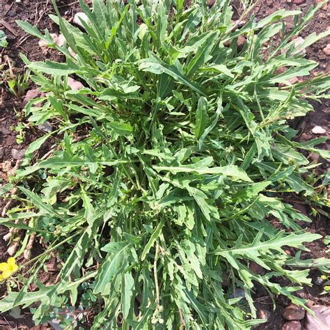 Wild Arugula Herb Garden Seeds 5 Lb Bulk Non Gmo Heirloom Annual