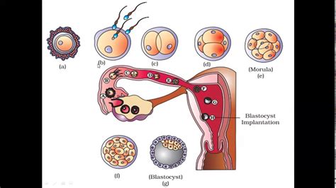 12 Sci Biology Ch 3 Human Reproduction Youtube
