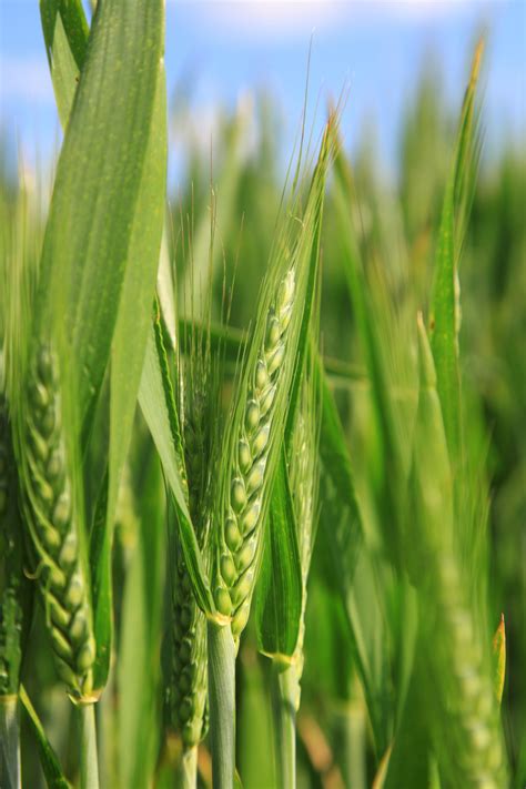 Free Images Meadow Barley Wheat Prairie Flower Green Produce