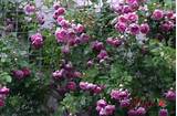Photos of Scented Climbing Roses