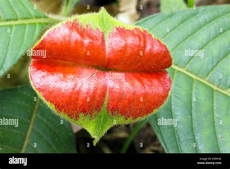 Hot Lips Plant Psychotria Poeppigiana A Rainforest Understory Shrub