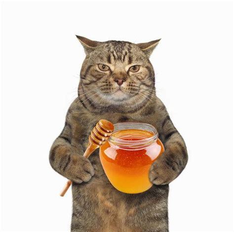 Or in other words, can cats eat honey? Can Cats Eat Honey? 9 Things To Consider Before Giving ...