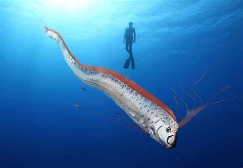 Giant Oarfish The Longest Of Bony Fishes Can Extend More Than 8 Meters