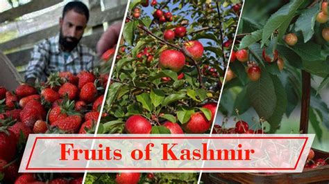 Kashmir The Fruit Bowl Of India Youtube