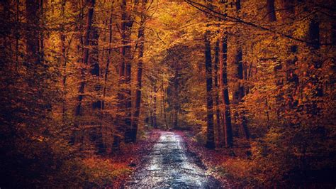 Road Between Yellow Autumn Fall Leafed Trees Forest Hd Nature