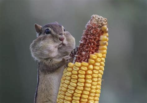 The Funniest Animal Antics Captured In Comedy Wildlife Photos Live