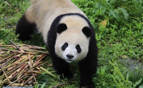 Trasladán A Dos Pandas Gigantes Para Extensa Investigación