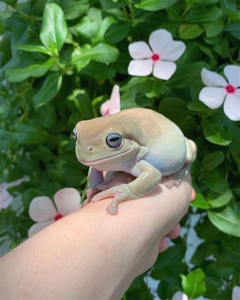 Instagram Post By Cat Morrison Jan 17 2020 At 527pm Utc Pet Frogs