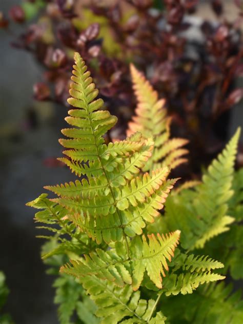 Wood Fern Information Learn About Wood Fern Growing Conditions
