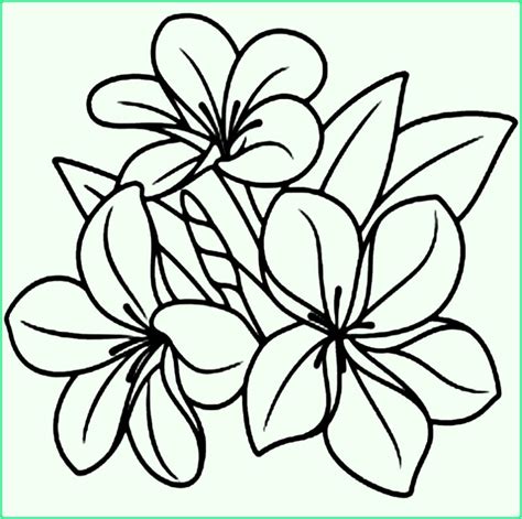 Sketsa Gambar Bunga Untuk Mewarnai Cara Praktis Mewarnai Bunga Contoh