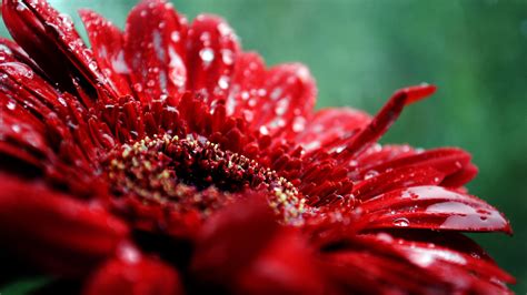 Flower Hd Wallpaper For Pc Dahlia Flower Hd Wallpapers We Have A