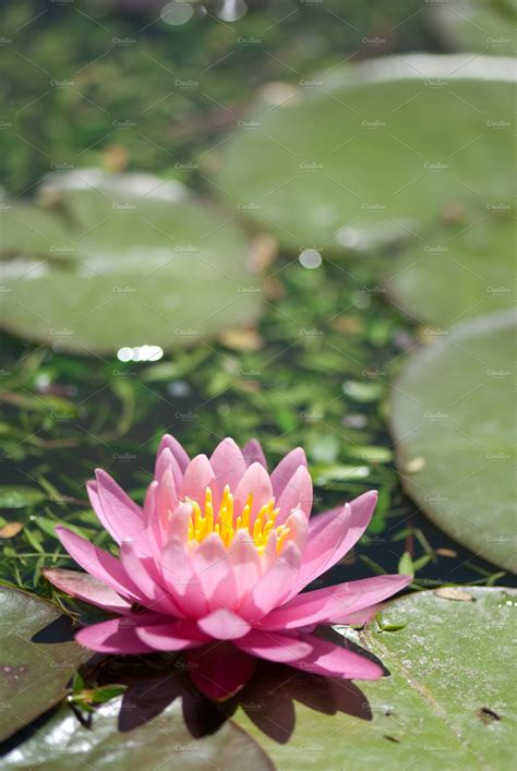 Lily Pad Flower ~ Nature Photos ~ Creative Market