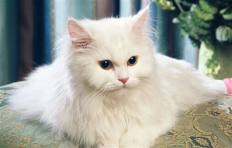 Dua jenis kucing persia dan anggora menjadi jenis kucing yang paling sering dipelihara di dunia dan di indonesia. 12 Perbedaan Kucing Anggora dan Persia Lengkap Disertai ...