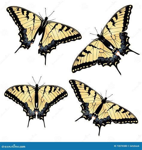Tiger Swallowtail Butterfly Stock Vector Illustration Of Nature