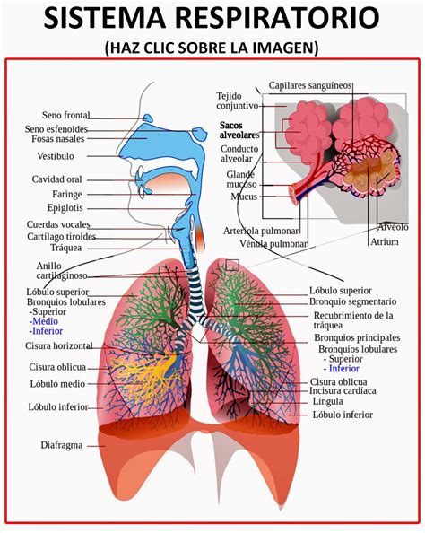 Imagens De Sistema Respiratório