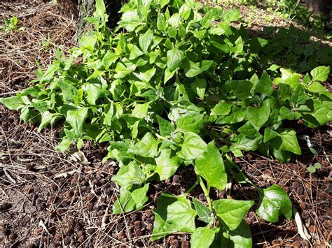 Fruit And Vegetables Aussie Bush Tucker An Introduction To Common