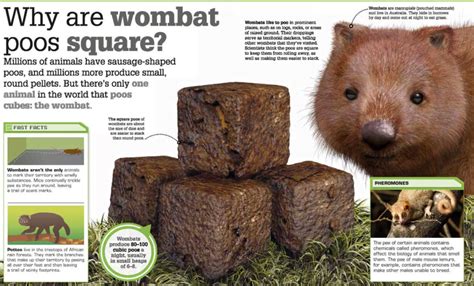 Wombats Have Square Poop The Ugly Minute