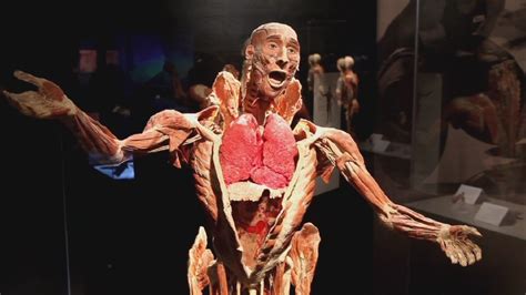Body Worlds Exhibit Offers Unique Glance Inside Human Body Wjar
