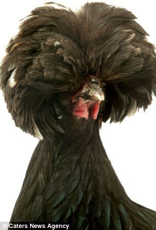Each of our animal facts pages covers a range of topics about that animal, including their diet, habitat, breeding patterns, their physical characteristics, unique personality traits and behaviors and more. birds with hair on head - Google Search | Funny animal ...
