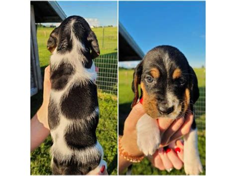 Our bassets are extremely smart, athletic and have excellent temperaments. 11 males 2 females Basset Hound puppies in Marshfield, Wisconsin - Puppies for Sale Near Me
