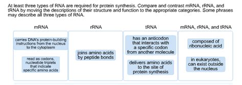 Three Types Of Rna And Their Functions