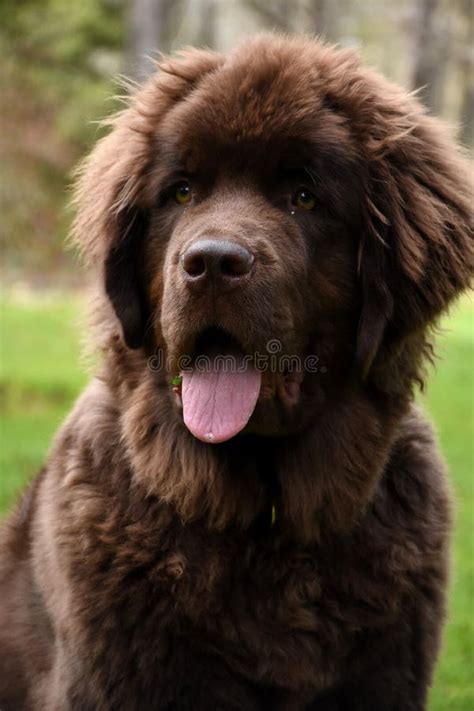 Beautiful Young Brown Newfoundland Puppy With A Pink Tongue Stock Photo
