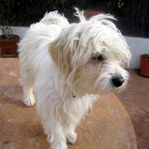 Malteser-Bichon-Mischling - Peluchi, (Hündin) - Zuhause ...