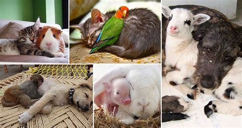 14 Of The Most Adorable Unlikely Animal Friendships Part 1