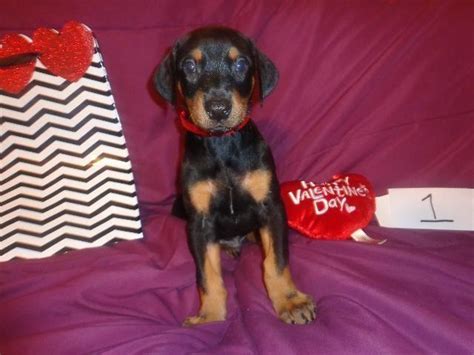 Pure Bred Doberman For Sale In Kewanee Illinois Classified