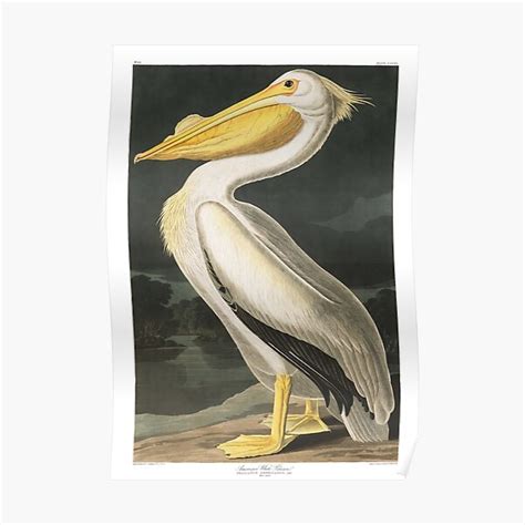 American White Pelican John James Audubon Poster For Sale By
